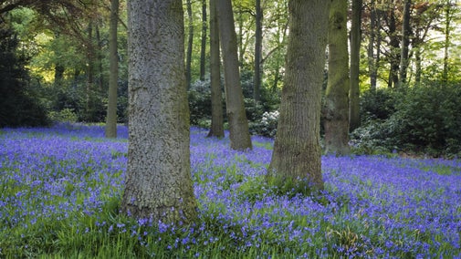 A carpet of bluebells in a woodland at Dunham Massey